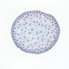 Corn Stem Prepared Microscope Slide, Cross Section