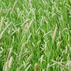 Outsidepride Climax Timothy Pasture Grass Seed - 25 Lbs. Perennial,