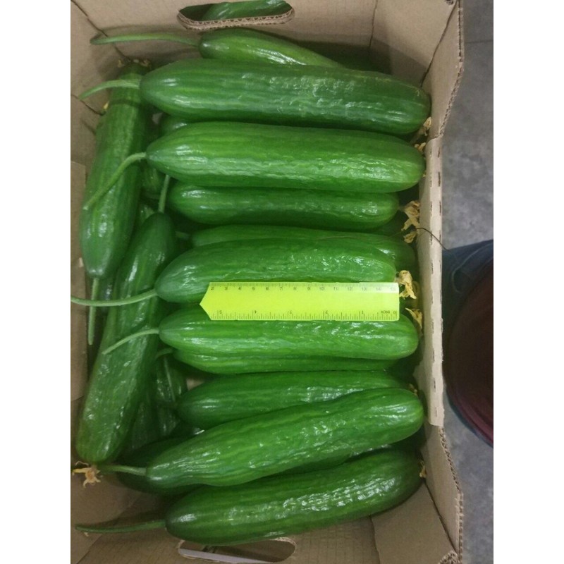 RAISE ME UP: Seeds Cucumber Emelya for Pickling Open-Pollinated Non