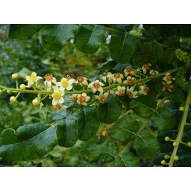 Tattva's Herbs Boswellia Serrata Holistic Extract - 65% Boswellic Acids - 240 Count (Pack of 2) - from