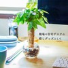 Decorative Hydroponic Pachira Plant, Miniature, Real, Hydroculture, No. 2 Size,