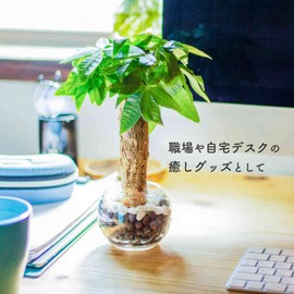 Decorative Hydroponic Pachira Plant, Miniature, Real, Hydroculture, No. 2 Size, Easy Care For Beginners, Resists Breeding Insects, Can Be Placed In Entryways or Bathrooms