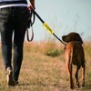 Funny Dog Leash Sleeve In Training Please Ignore Dog Leash