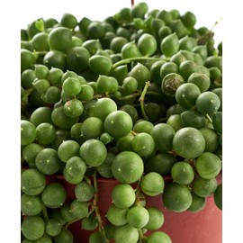Shop Succulents 2 PK-6 Hand Selected String of Pearls & Burrito Sedum Variety Hanging Collection