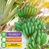 Ice Cream Banana Tree Live Plant - Musa acuminata -