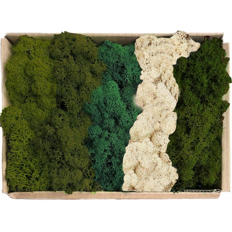 Prefleur Preserved Reindeer Mix Craft Moss Natural Green DIY Kit