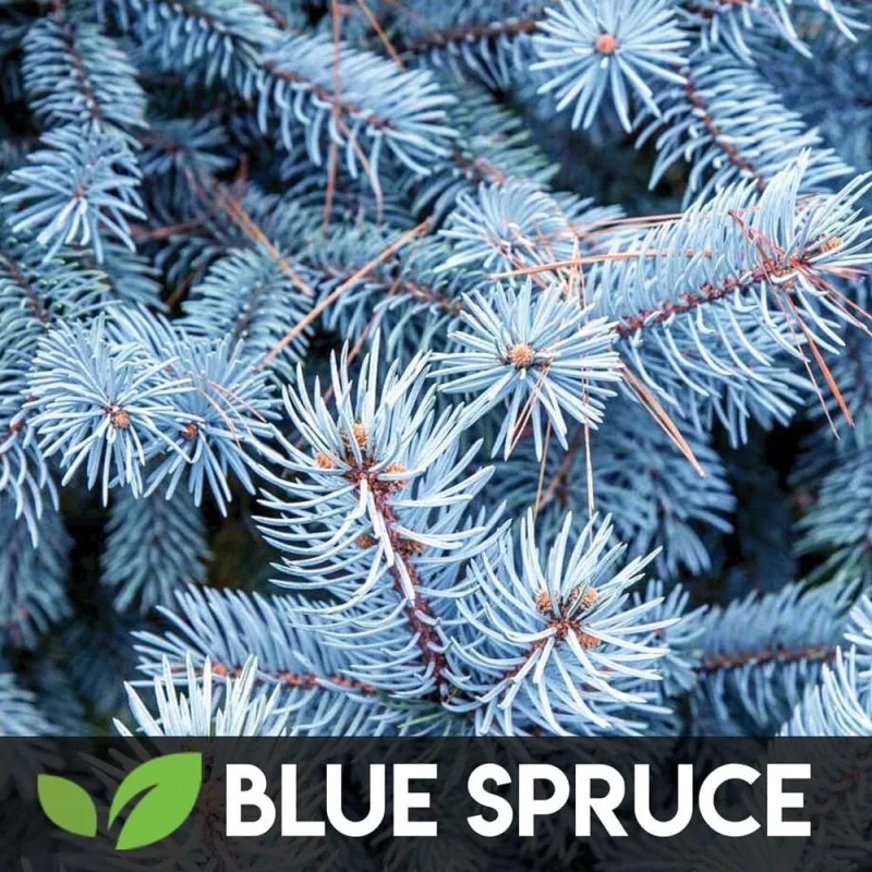 CZ Grain 5 Type Bonsai Tree Kit, Wisteria, Black Pine,