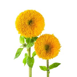 Sunflower, Teddy Bear