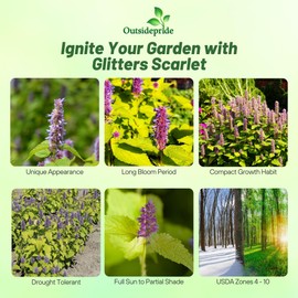 Outsidepride Golden Jubilee Anise Hyssop Seeds for Planting - 50pcs Perennial, Drought Tolerant Heirloom Seeds for Outdoor Garden & Container Herb Plants, Attracts Bees & Butterflies (AAS Winner)