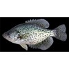 Crappie Fish On Black Photo License Plate