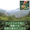 Coffee Beans, Freshly Roasted Machu Picchu Sky (Peru), No Pesticides,
