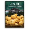 Jicama Seeds - Drought Resistant Mexican Turnip - Size: 3