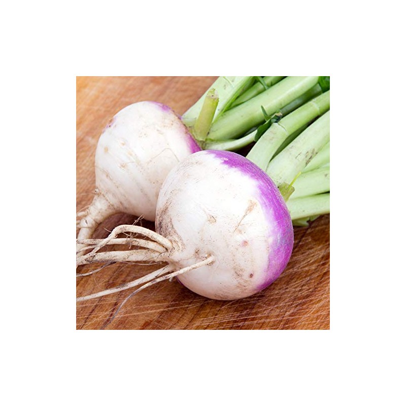 1 Ounce 12,000 Purple top White Globe Turnip Seeds for