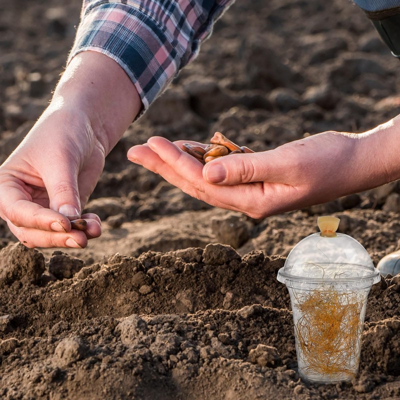 Honeydak 50 Pack Praying Mantis Habitat, Live Chinese Ootheca Praying