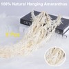 5 Pcs Cream White Hanging Amaranthus, 23" Preserved Cascading Flowers