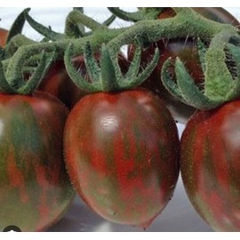 Tomato Chocolate Sprinkles Chocolate Sprinkles Tomato 20+ Seeds (Cherry Tomato Seeds) Rare & Exotic