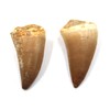 Mosasaur Dinosaur Teeth Fossil Lot of 2#17211