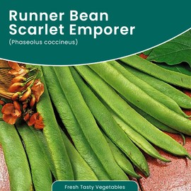 Runner Bean Scarlet Emperor – Fresh and Tasty Beans – Large Pods with Excellent Flavour – for Your Kitchen Garden