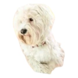 Tora-card Holliday 10ml