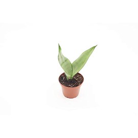 Sansevieria Moonshine - 3'' from California Tropicals