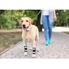 NeoAlly Dog Canine Front Leg Compression Braces Super Supportive with