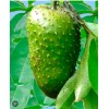 9waters Annona Muricata Graviola Soursop Guanabana Potted StarterPLANTTropical "15-20"