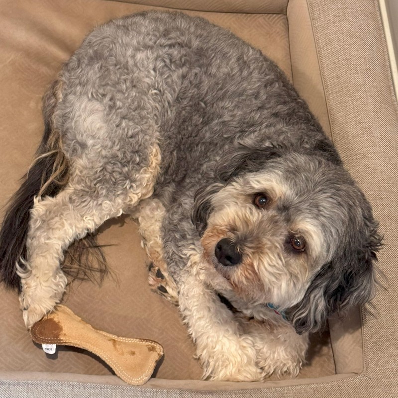 SPOT Dura-Fused Leather Small Bone Dog Toy – Durable Chew