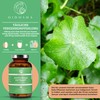 QIDOSHA Gotu Kola 60:1 Extract, with 40% Total Asian Cosides