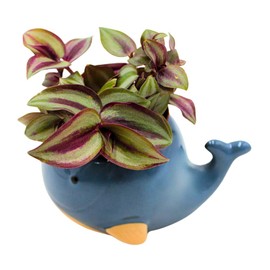 Decorative Ceramic Whale Planter Planter Dimensions (L x W x H): Approx. 14 x 10 x 7.5 cm