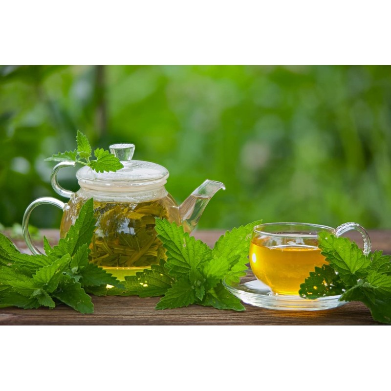 Health Embassy Catnip Herb Tea | Nepeta cataria L |