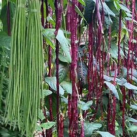 100+ Seeds Snake Oriental Yard Long Asparagus Pole Bean Seeds for Planting Red and Green Noodle Beans Heirloom Non-GMO Delicious Vegetable Seeds(50 Pcs for 2 Pack)