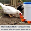 Chicken Automatic Waterer Cups, 6pcs Large Chicken Water Feeder, Poultry