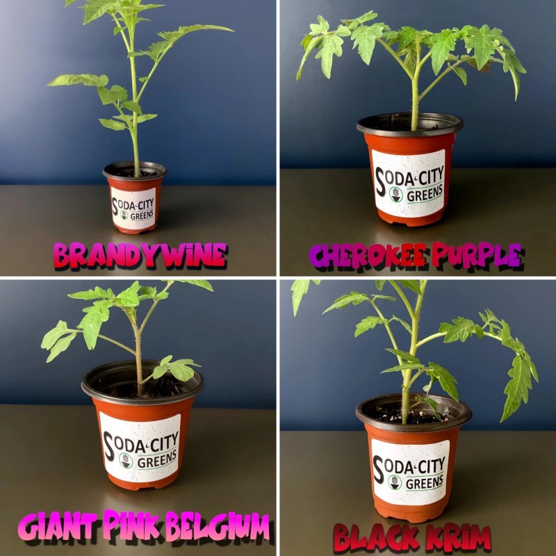 Soda City Greens Honeycomb Tomato Seeds