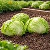 Crisphead Iceberg Lettuce Seeds – Compact Round Heads with Crisp