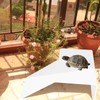 Acrylic Turtle Basking Platform Durable Slip Rasistant Deck Surface Stable
