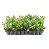 Ligustrum Waxleaf Privet - 30 Live Plants 2" Pot Size