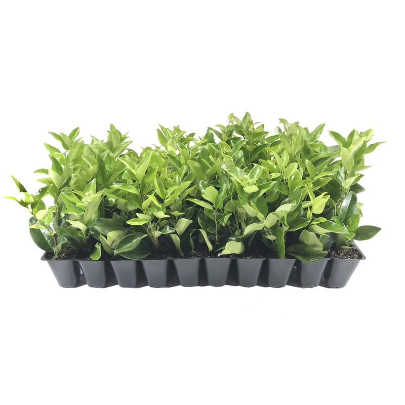 Ligustrum Waxleaf Privet - 30 Live Plants 2" Pot Size