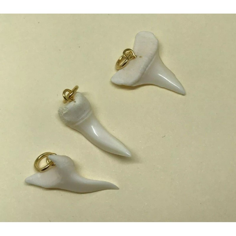 Unbranded Real Shark Teeth Shiny Pendants