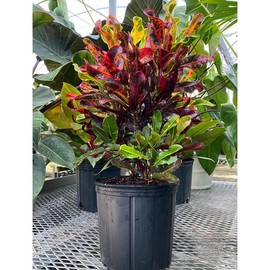 Croton Mammy Red, Mammey Live Tropical Plant Indoor or Outdoor - Size; Overall Height: 5gal Pot; 3-4ft