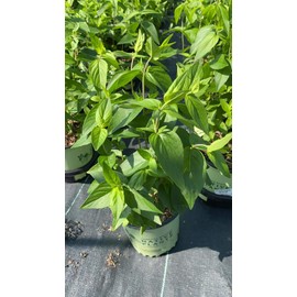 American Beauties Native Plants PYCNANTHEMUM MUTICUM (Short Toothed Mountain Mint) Perennial, 1-Size Container, White/Green Flowers
