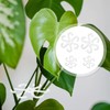 Climbing Houseplant Stem Supports,4Pcs Clear Plastic Flower Plant Growth Stake