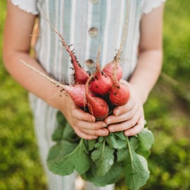 Cherry Belle Red Radish - 150 Seeds - Heirloom & Open-Pollinated Variety, Easy-to-Grow & Fast-Growing, Non-GMO Vegetable Seeds for Planting Indoors or Outdoors in The Home Garden, Thresh Seed Company