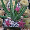 Stapelia scitula Cacti Cactus Succulent Real Live Plant
