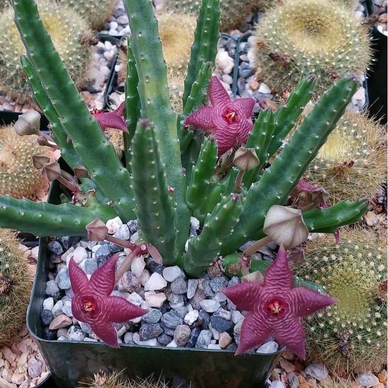 Stapelia scitula Cacti Cactus Succulent Real Live Plant