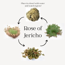 Rose of Jericho - Resurrection Plant/Flower - Selaginella Lepidophylla - Dried Roses (6)