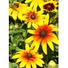 TomorrowSeeds - Gloriosa Daisy Seeds - 4500+ Count - for