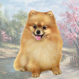 Pomeranian Tabletop Drink Coaster (1)