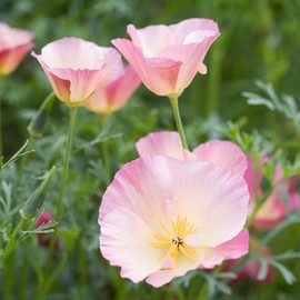 Papaver Seeds 300 + California Poppy Carmine King Flower