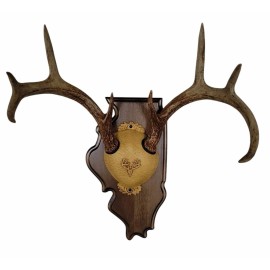 Cauff Whitetail Deer Antler Mounting Kit, Solid Wood Plaque, Illinois Walnut Finish