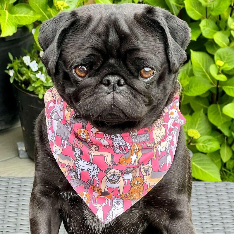 Eco Chic Recycled Dog Bandana 1PCS Washable Triangle Scarf for